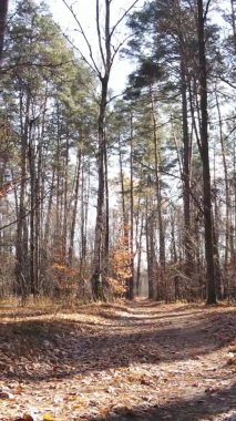 Ukrayna 'da bir sonbahar gününde ormandaki ağaçların dikey görüntüsü, yavaş çekim