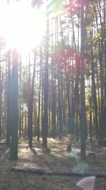 Ukrayna 'da bir sonbahar gününde ormandaki ağaçların dikey görüntüsü, yavaş çekim