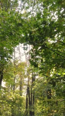 Ukrayna 'da bir sonbahar gününde ormandaki ağaçların dikey görüntüsü, yavaş çekim