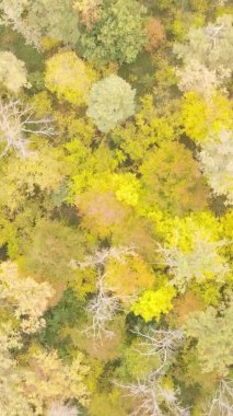 Ukrayna 'da bir sonbahar gününde ormandaki ağaçların dikey görüntüsü, yavaş çekim