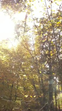 Ukrayna 'da bir sonbahar gününde ormandaki ağaçların dikey görüntüsü, yavaş çekim