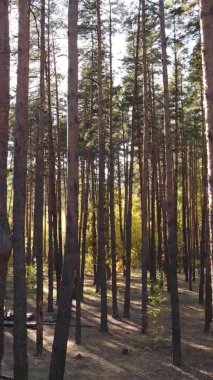 Ukrayna 'da bir sonbahar gününde ormandaki ağaçların dikey görüntüsü, yavaş çekim