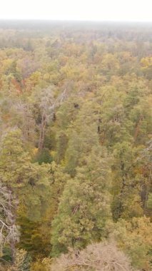 Ukrayna 'da bir sonbahar gününde ormandaki ağaçların dikey görüntüsü, yavaş çekim