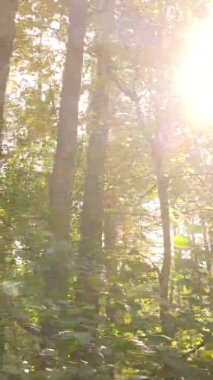 Ukrayna 'da bir sonbahar gününde ormandaki ağaçların dikey görüntüsü, yavaş çekim