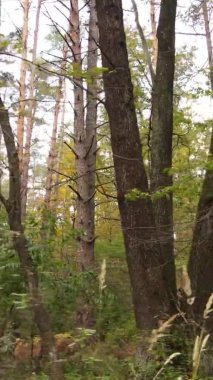 Ukrayna 'da bir sonbahar gününde ormandaki ağaçların dikey görüntüsü, yavaş çekim