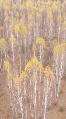 Sonbaharda ormandaki ağaçların dikey videosu