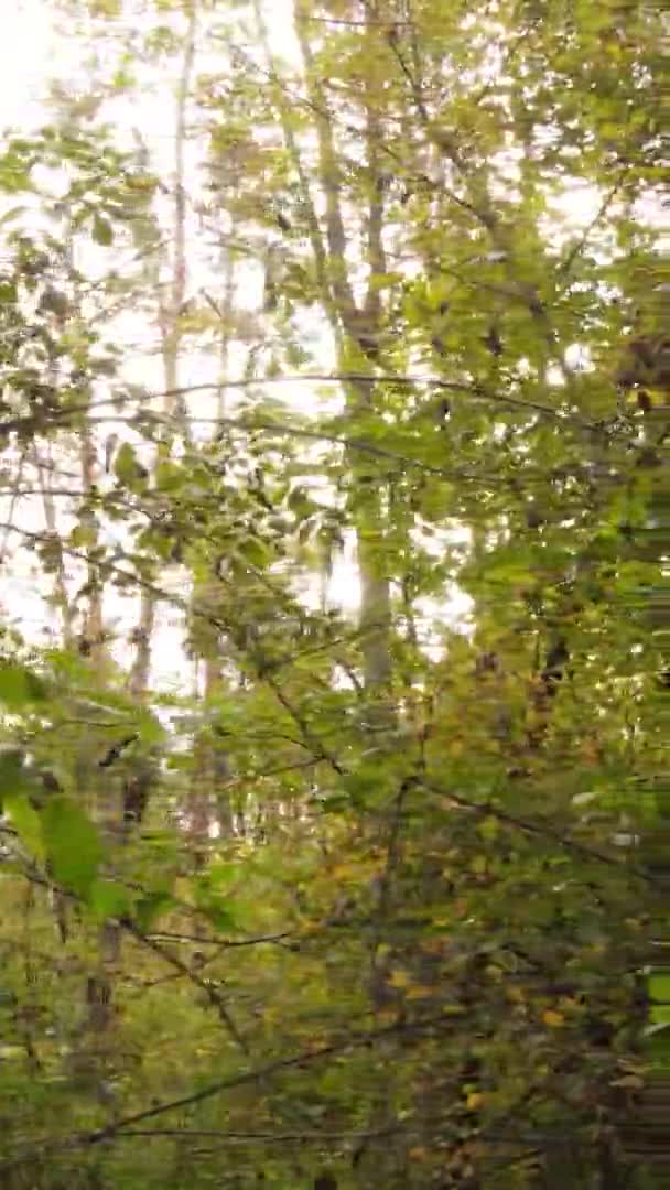 Verticale Video Luchtfoto Van Bomen Het Bos Een Herfstdag Oekraïne — Stockvideo