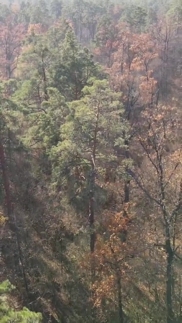 Vidéo Verticale Vue Aérienne Des Arbres Dans Forêt Jour Automne — Video