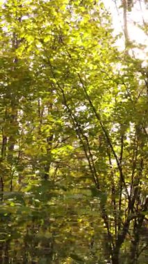 Sonbaharda ormandaki ağaçların dikey videosu