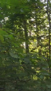 Sonbaharda ormandaki ağaçların dikey videosu