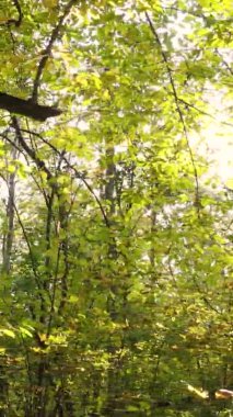 Sonbaharda ormandaki ağaçların dikey videosu