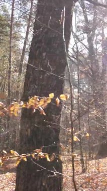 Sonbaharda ormandaki ağaçların dikey videosu