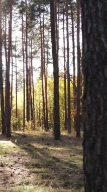 Sonbaharda ormandaki ağaçların dikey videosu