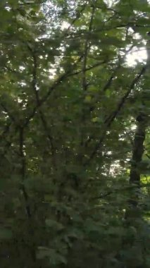 Sonbaharda ormandaki ağaçların dikey videosu