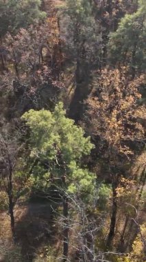 Sonbaharda ormandaki ağaçların dikey videosu