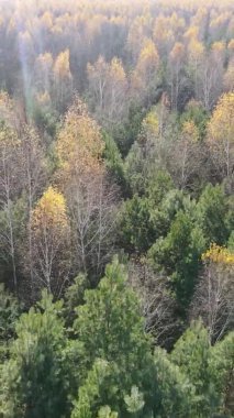 Sonbaharda ormandaki ağaçların dikey videosu