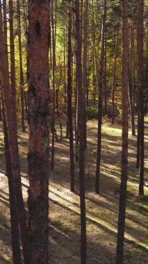 Sonbaharda ormandaki ağaçların dikey videosu