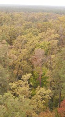 Sonbaharda ormandaki ağaçların dikey videosu