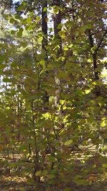 Sonbaharda ormandaki ağaçların dikey videosu