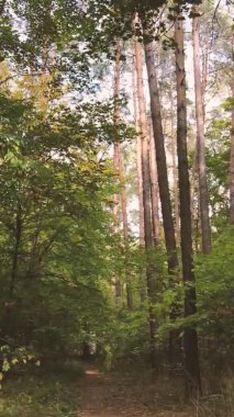 Sonbaharda ormandaki ağaçların dikey videosu