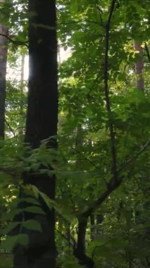 Sonbaharda ormandaki ağaçların dikey videosu