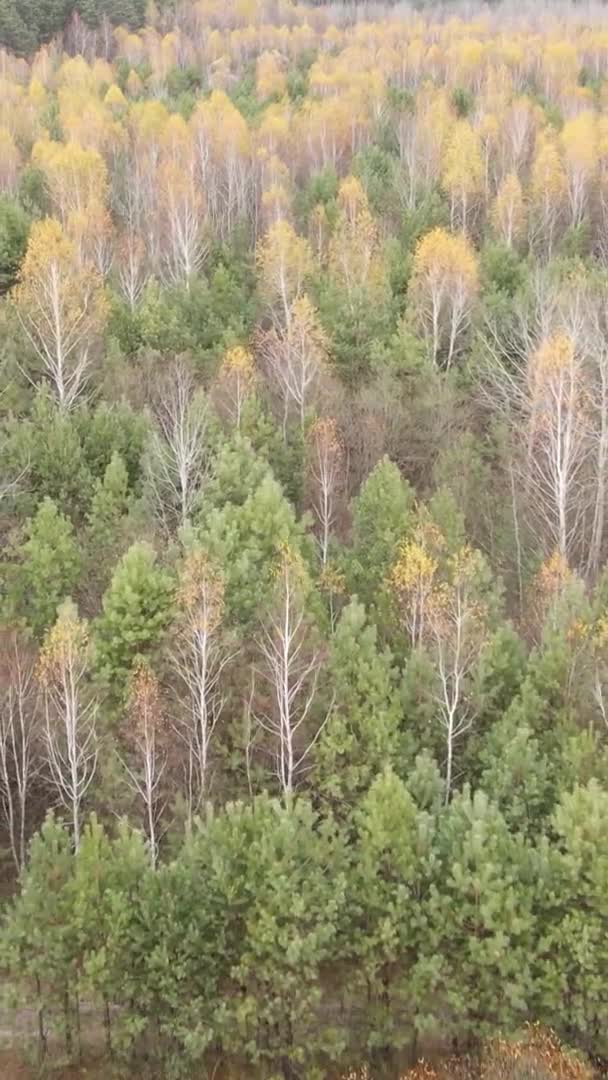 Vertical Video Trees Forest Autumn — Stock Video