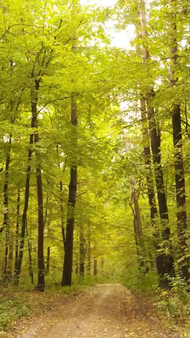 Vidéo Verticale Des Arbres Dans Forêt Automne — Video