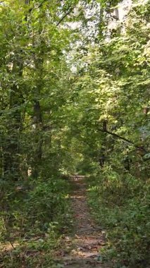 Sonbaharda ormandaki ağaçların dikey videosu