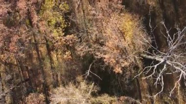 Sonbaharda ormandaki ağaçların dikey videosu