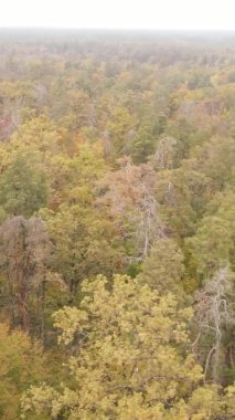 Sonbaharda ormandaki ağaçların dikey videosu