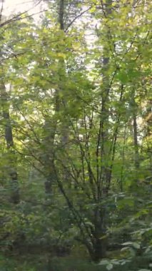 Sonbaharda ormandaki ağaçların dikey videosu