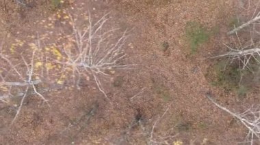 Sonbaharda ormandaki ağaçların dikey videosu