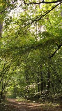 Sonbaharda ormandaki ağaçların dikey videosu