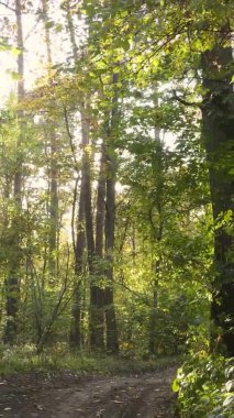 Sonbaharda ormandaki ağaçların dikey videosu