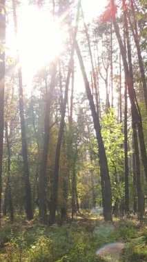 Sonbaharda ormandaki ağaçların dikey videosu
