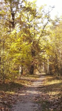 Sonbaharda ormandaki ağaçların dikey videosu