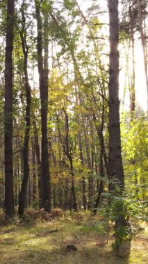 Sonbaharda ormandaki ağaçların dikey videosu