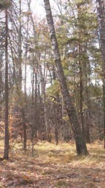 Sonbaharda ormandaki ağaçların dikey videosu