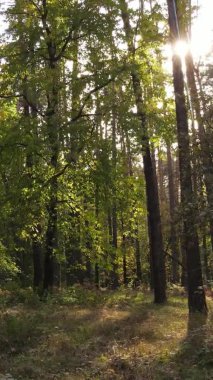 Sonbaharda ormandaki ağaçların dikey videosu