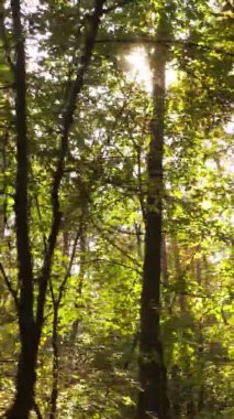 Sonbaharda ormandaki ağaçların dikey videosu