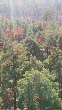 Sonbaharda ormandaki ağaçların dikey videosu