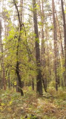 Sonbaharda ormandaki ağaçların dikey videosu