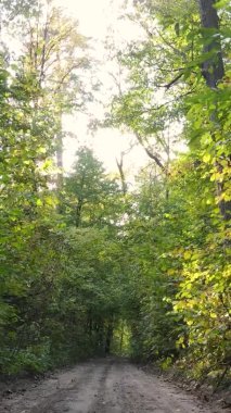 Sonbaharda ormandaki ağaçların dikey videosu