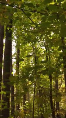 Sonbaharda ormandaki ağaçların dikey videosu