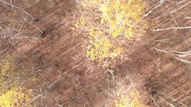 Sonbaharda ormandaki ağaçların dikey videosu