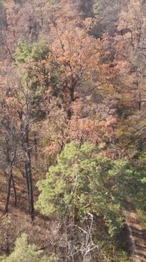 Sonbaharda ormandaki ağaçların dikey videosu