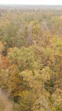 Sonbaharda ormandaki ağaçların dikey videosu