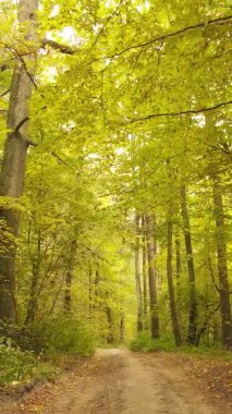 Sonbaharda ormandaki ağaçların dikey videosu