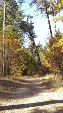 Sonbaharda ormandaki ağaçların dikey videosu