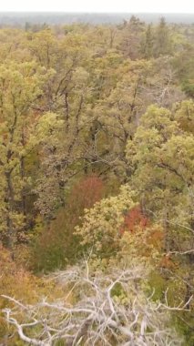 Sonbaharda ormandaki ağaçların dikey videosu